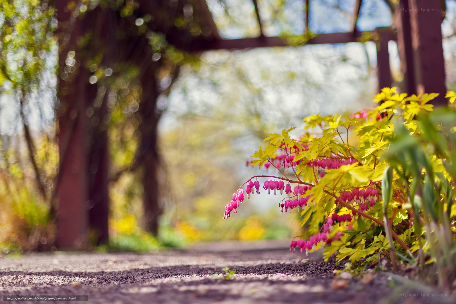 Pink flowers on a garden path