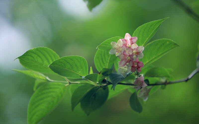 Pink flowers on a green branch