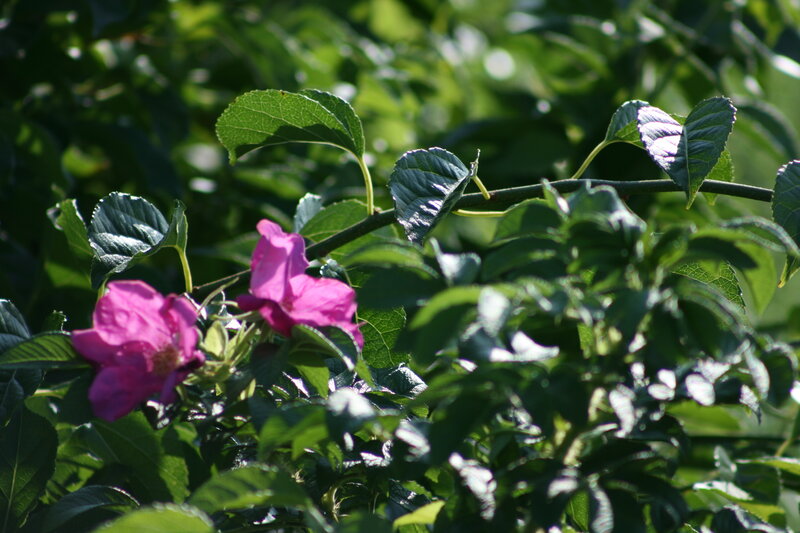 Pink flowers on a green bush