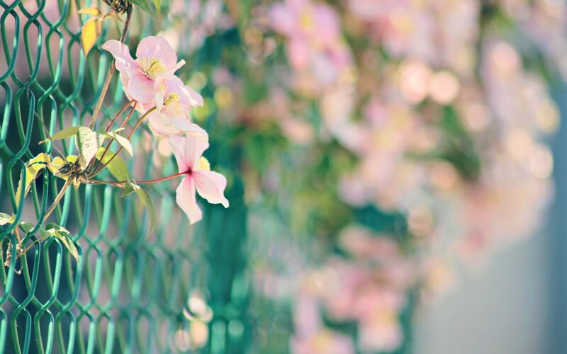 Pink flowers on a green fence