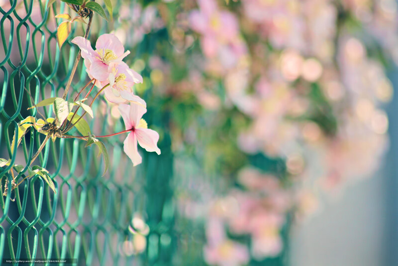 Pink flowers on a green fence