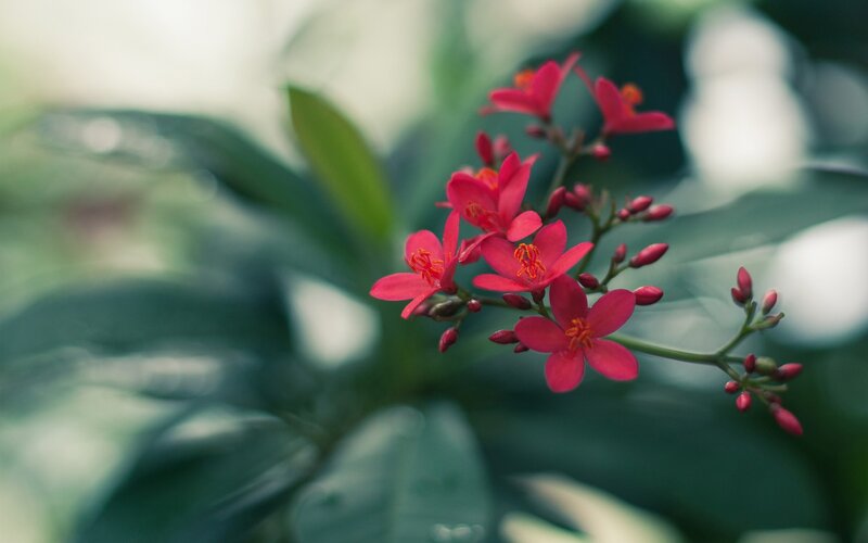 Pink flowers on a green plant