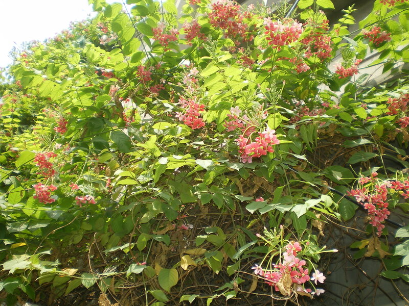 pink flowers on a green vine