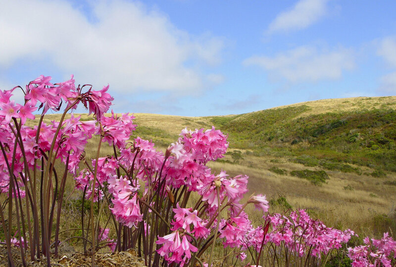Pink flowers on a hillside