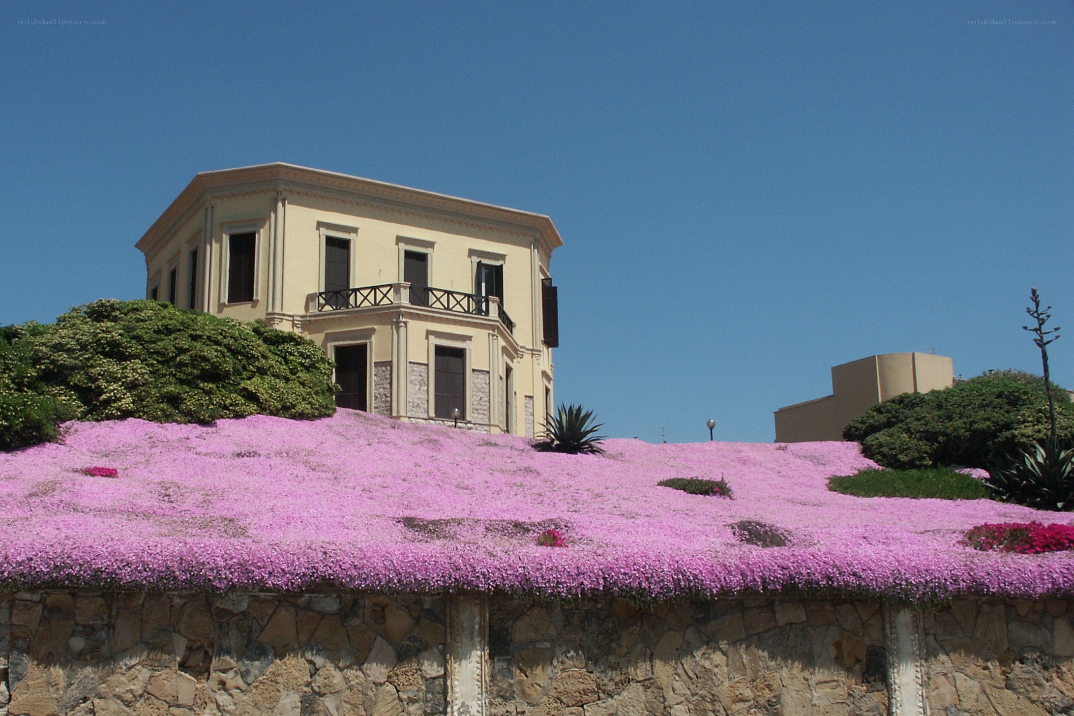 Pink flowers on a hillside