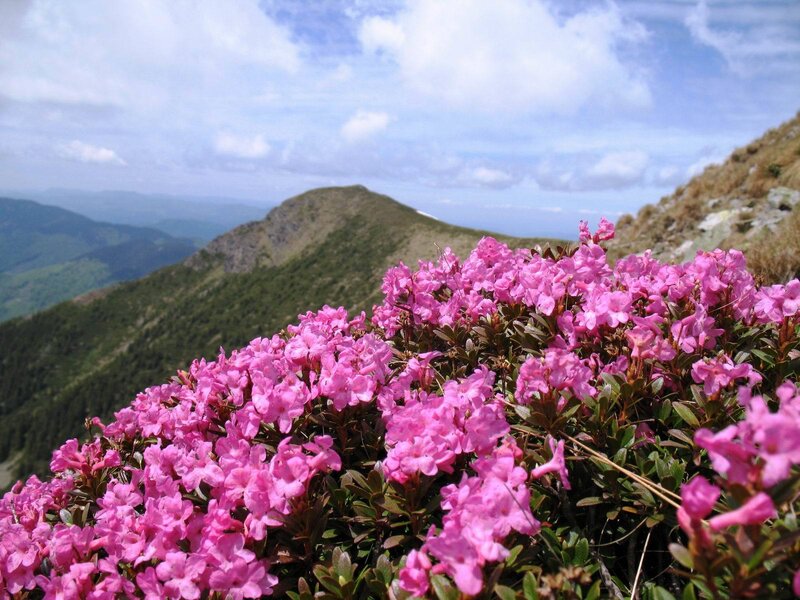 Pink flowers on a mountain