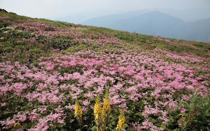 Pink flowers on a mountain slope