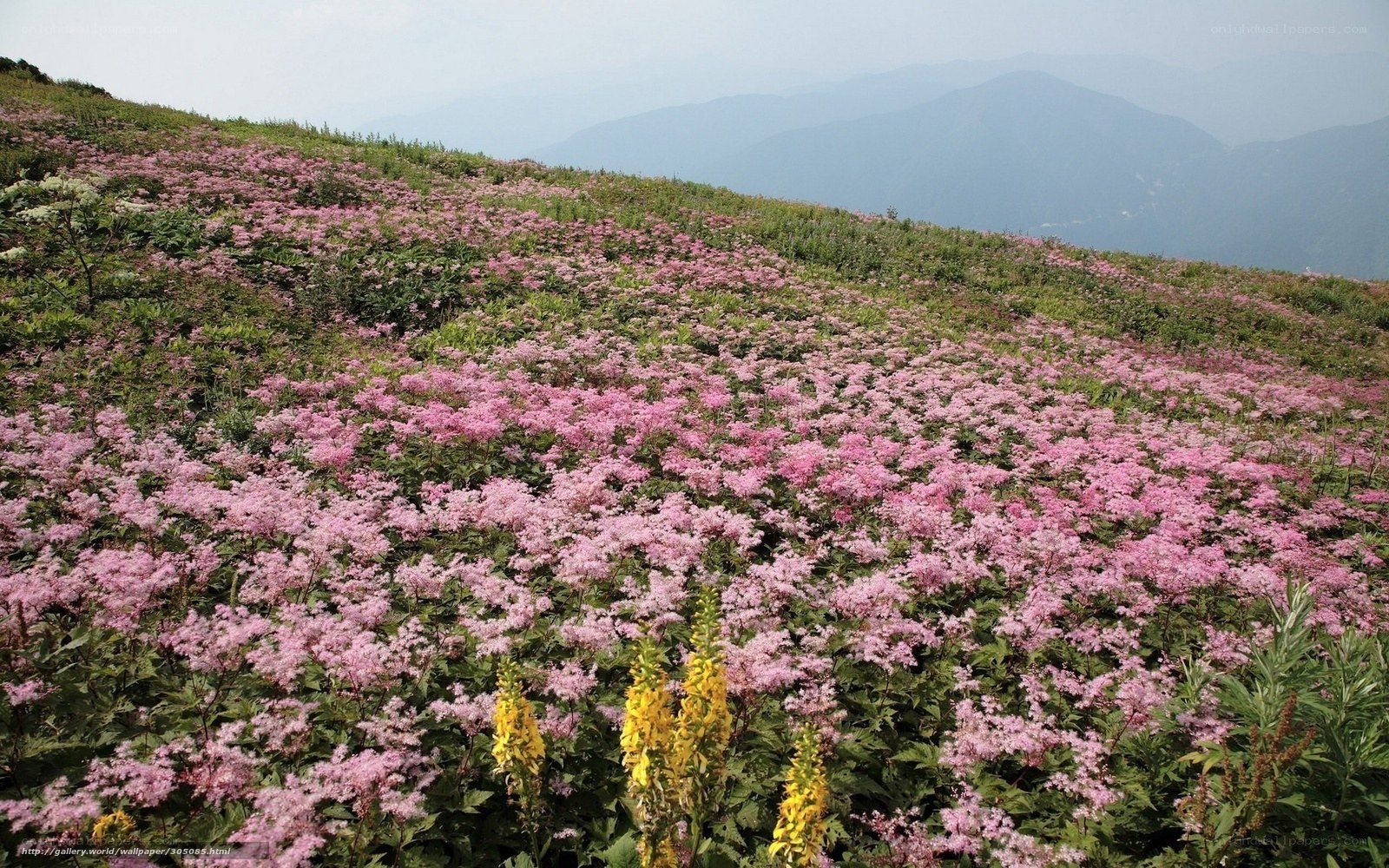 Pink flowers on a mountain slope