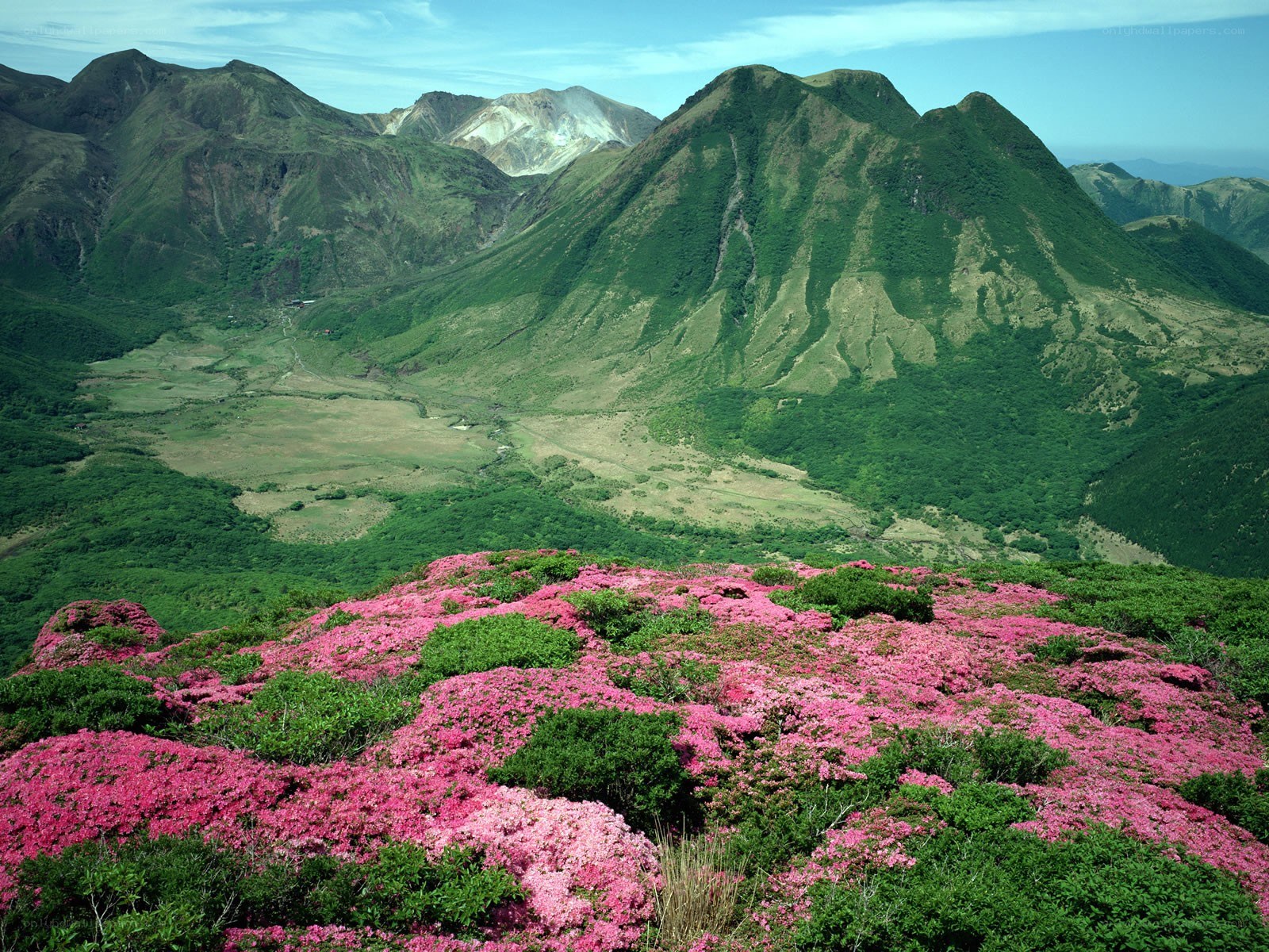 Pink flowers on a mountain