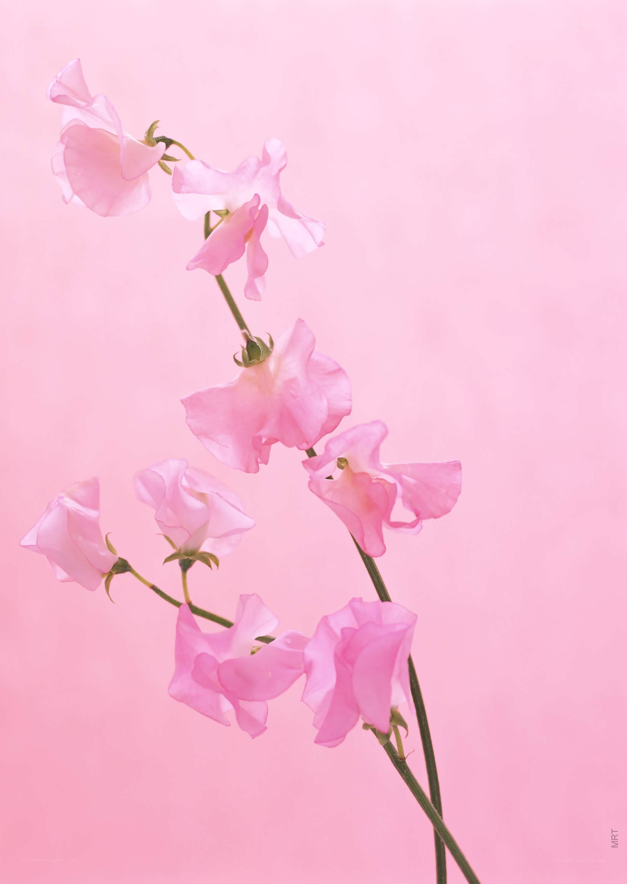 Pink flowers on a pink background