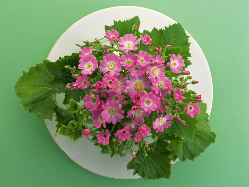 Pink flowers on a plate