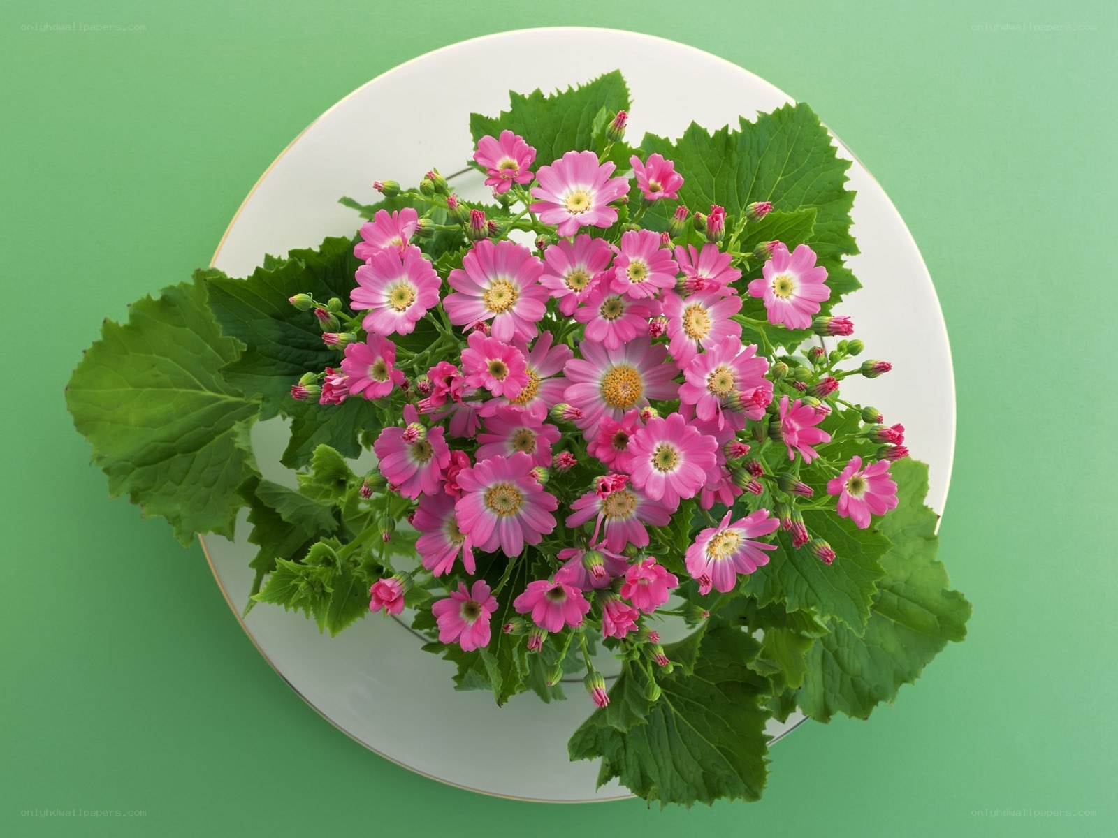 Pink flowers on a plate