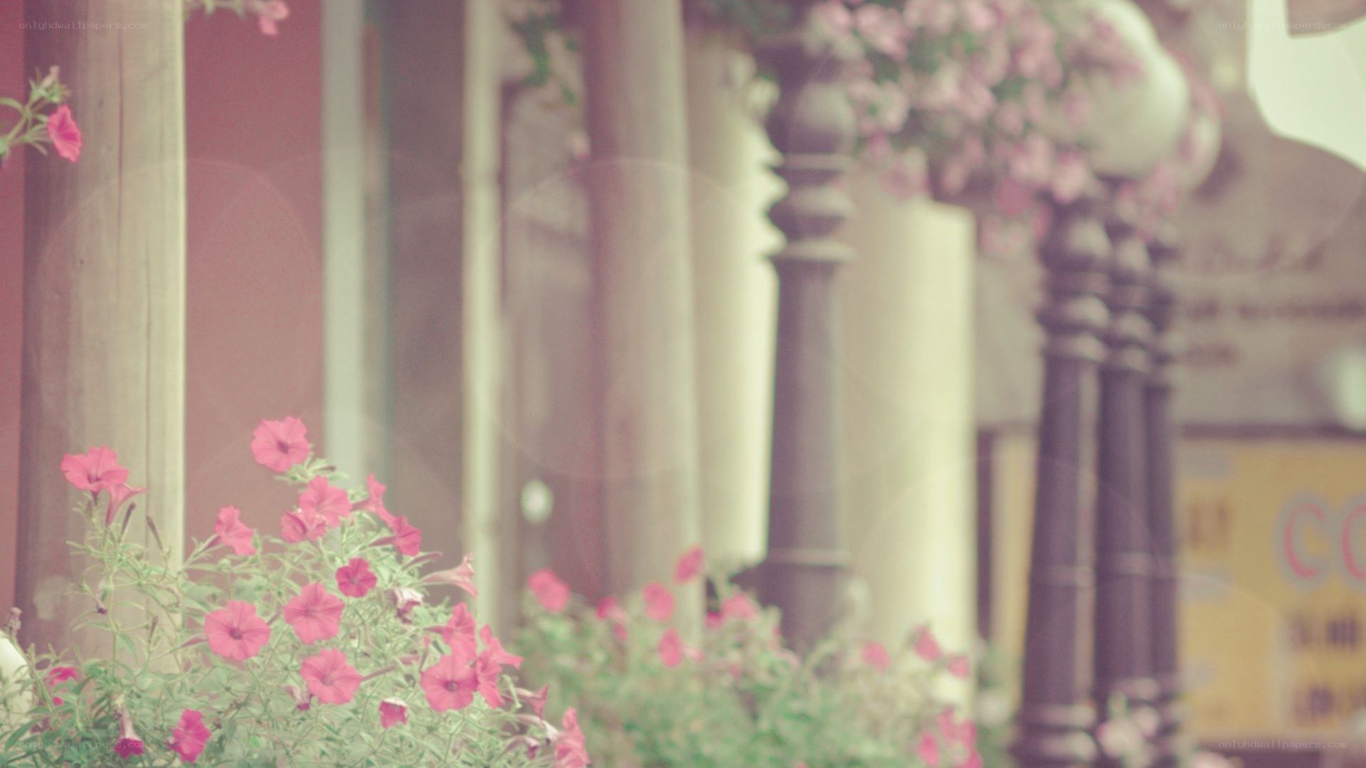 pink flowers on a porch