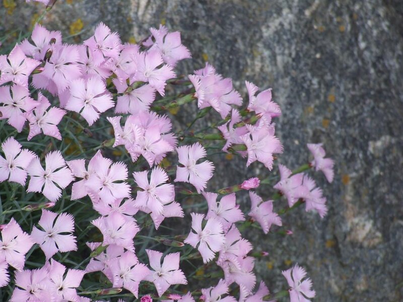 pink flowers on a rock