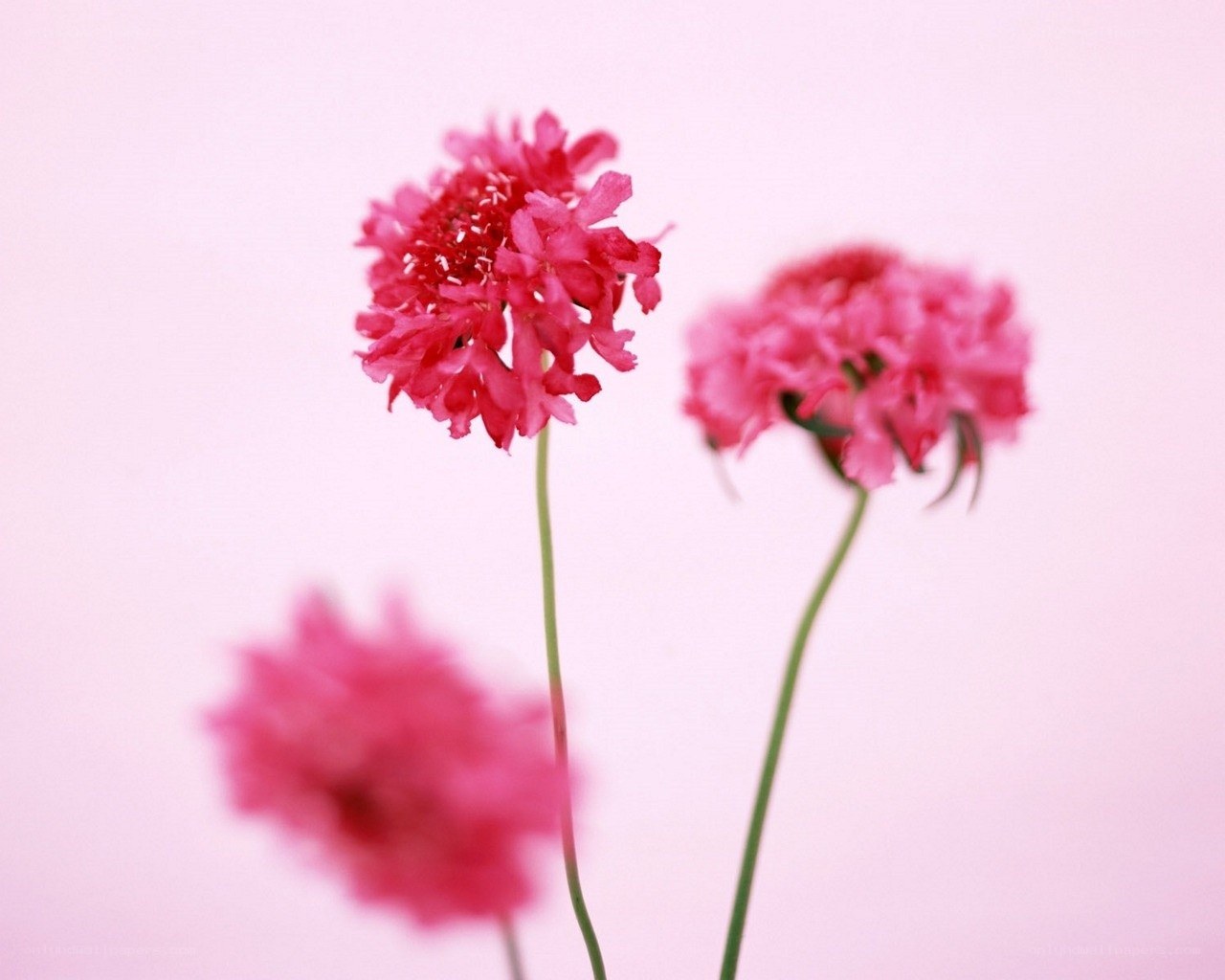 Pink flowers on a soft background