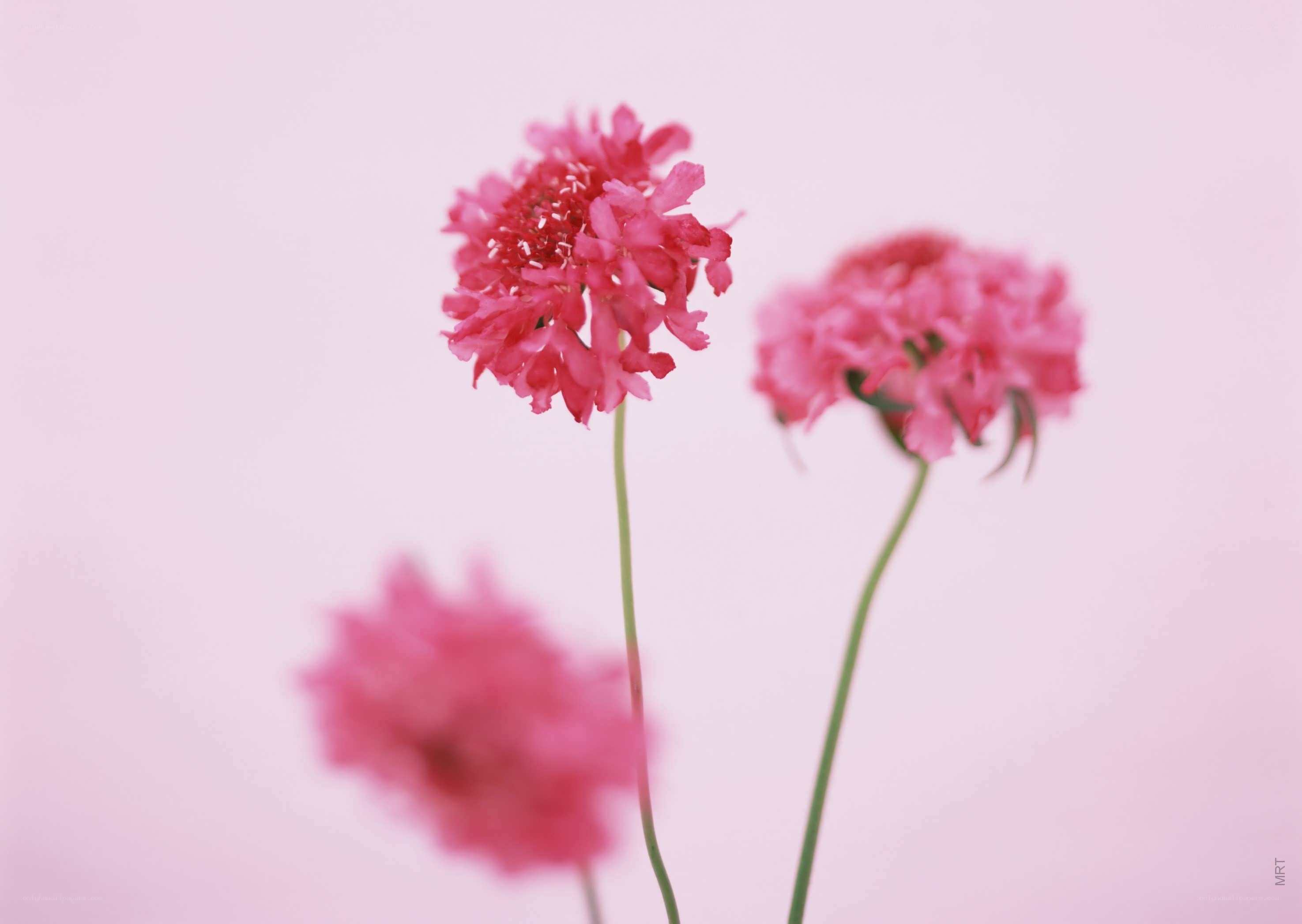 Pink flowers on a soft background