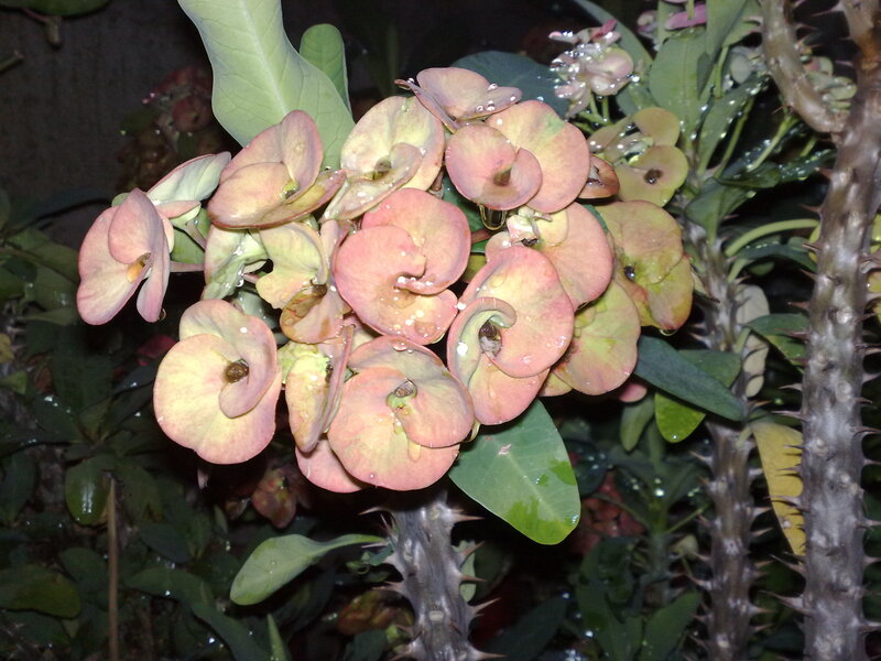 pink flowers on a spiky plant