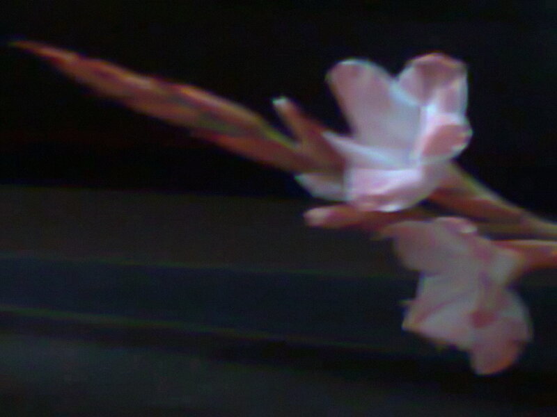 Pink Flowers on a Stem — Blurry