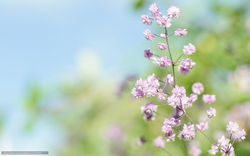Pink Flowers on a Stem — Purple