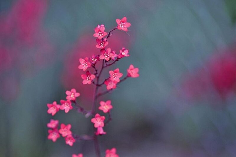 Pink Flowers on a Stem — Serene
