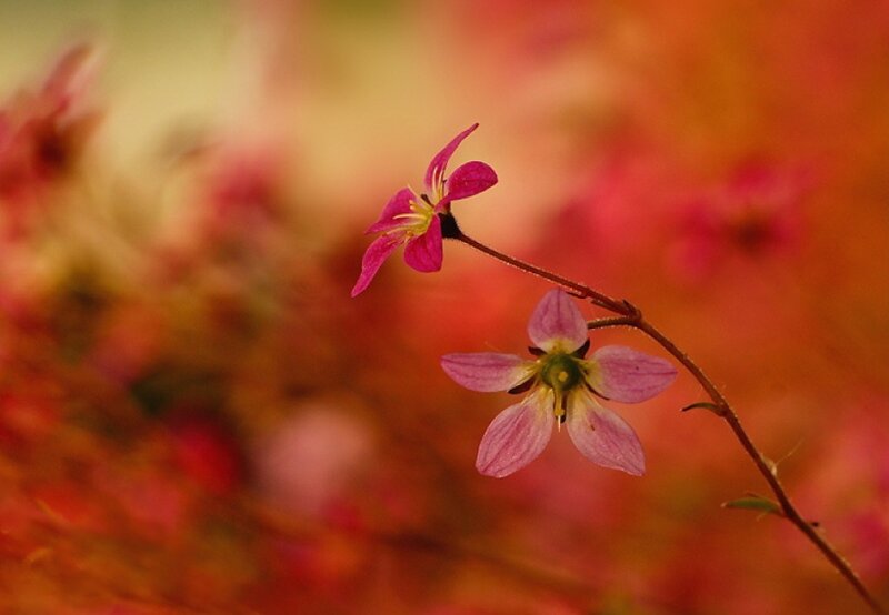 Pink Flowers on a Stem