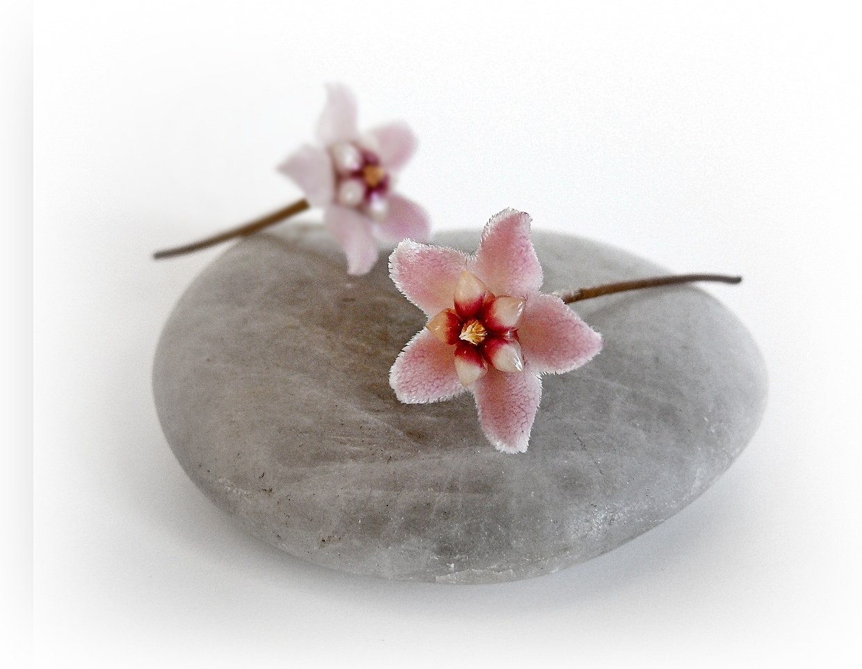 Pink flowers on a stone