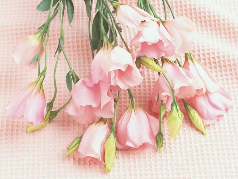 Pink flowers on a textured surface