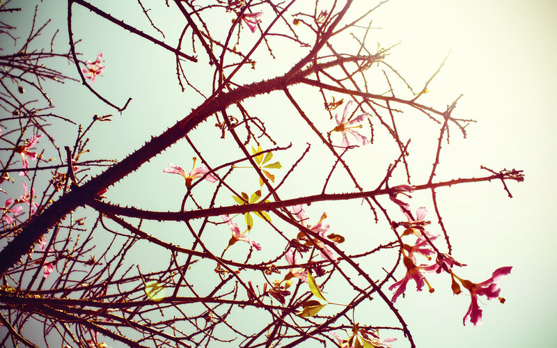 Pink flowers on a thorny branch