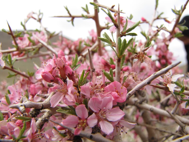 Pink flowers on a thorny bush