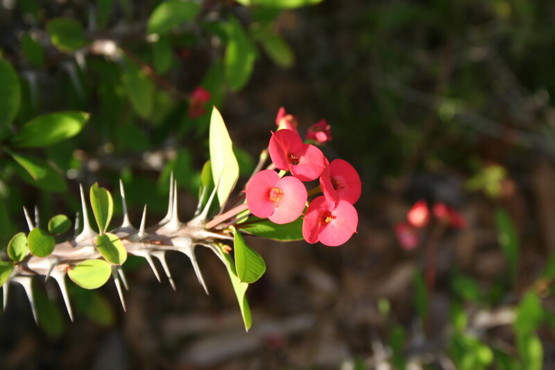 Pink flowers on a thorny plant