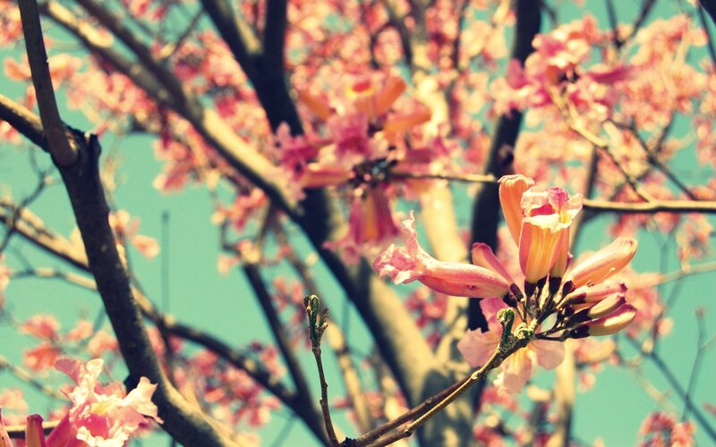 Pink flowers on a tree