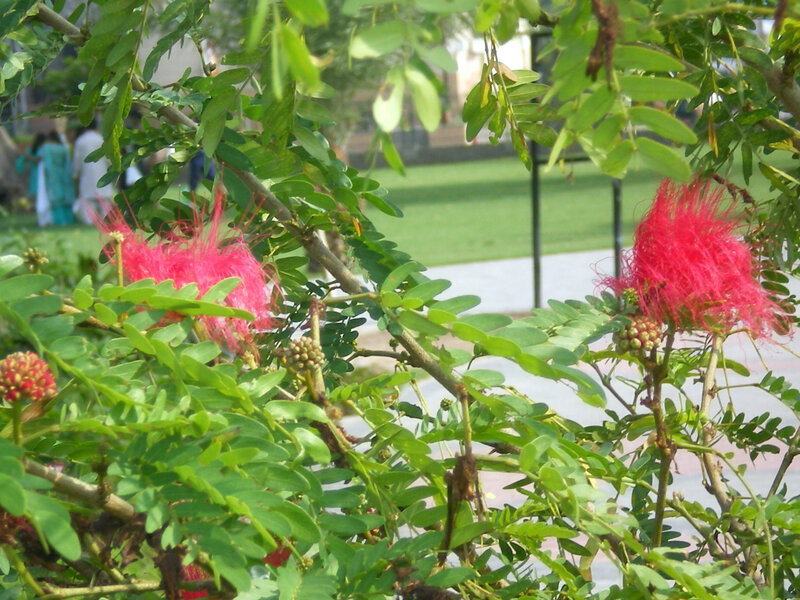 Pink flowers on a tree