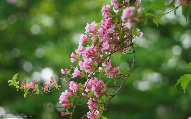 Pink flowers on a tree branch