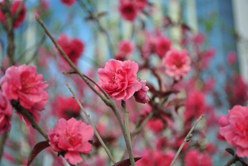 Pink flowers on a tree branch