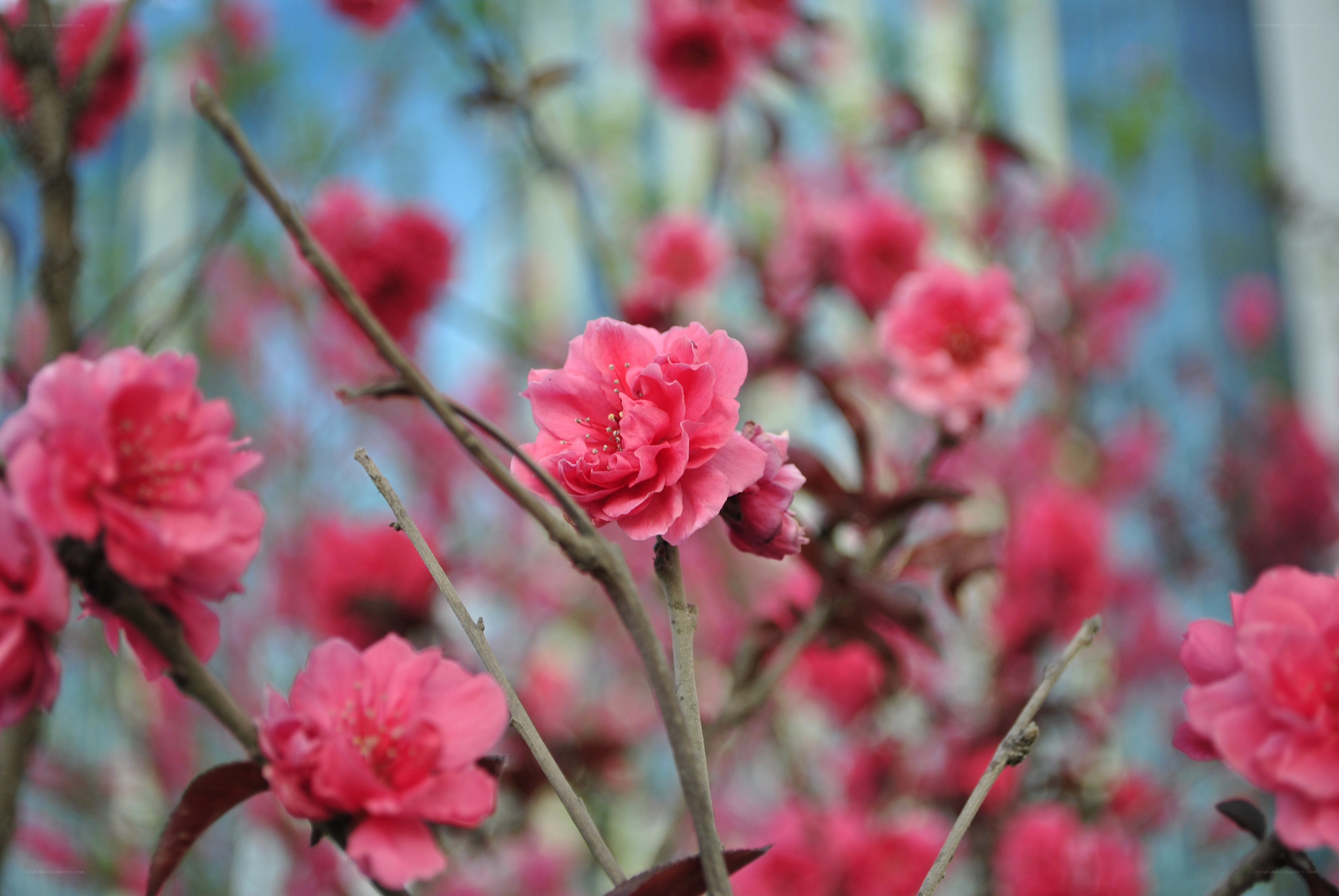 Pink flowers on a tree branch