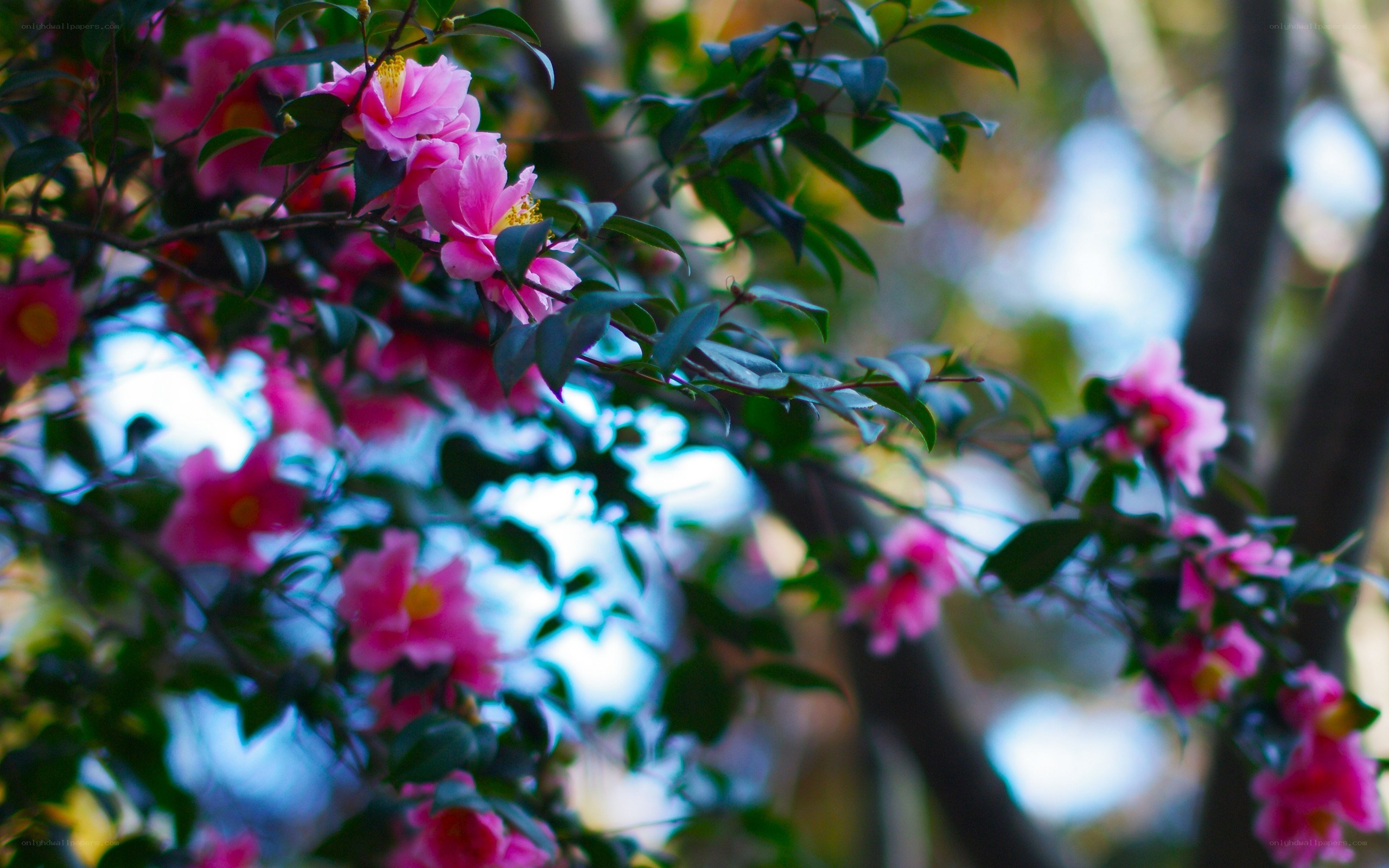 Pink flowers on a tree branch