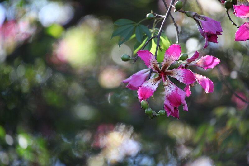 Pink flowers on a tree branch