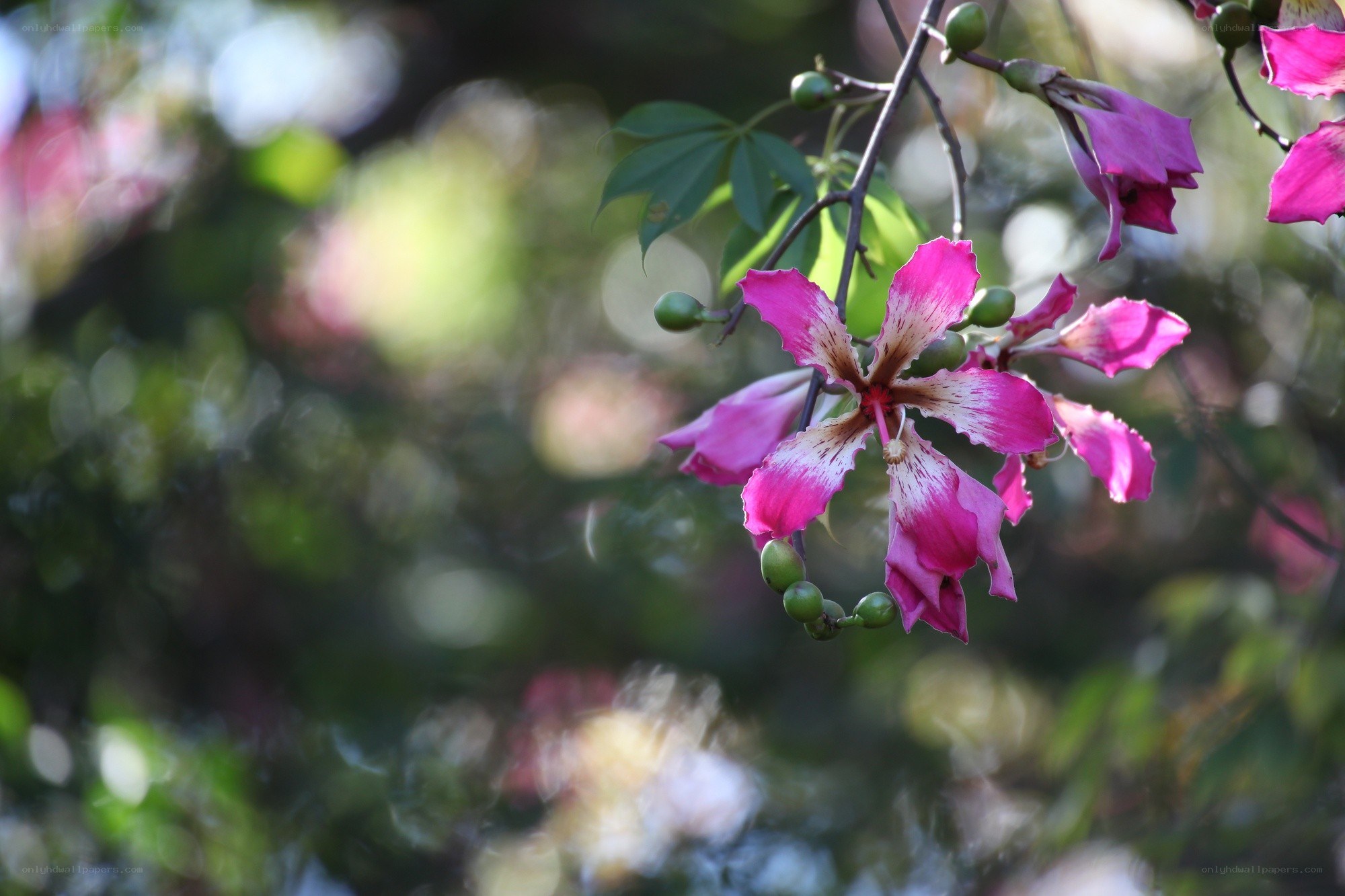Pink flowers on a tree branch