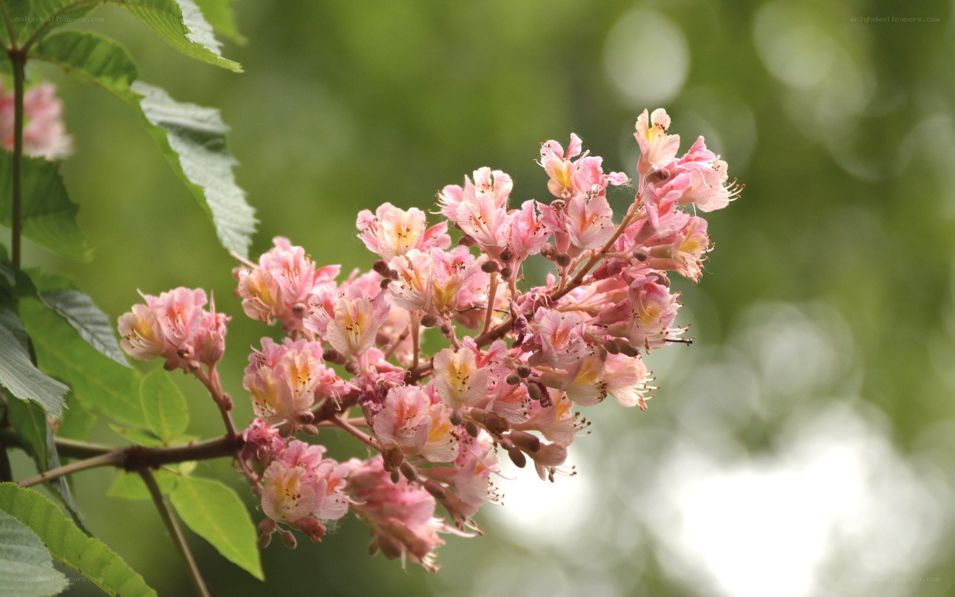 Pink flowers on a tree branch