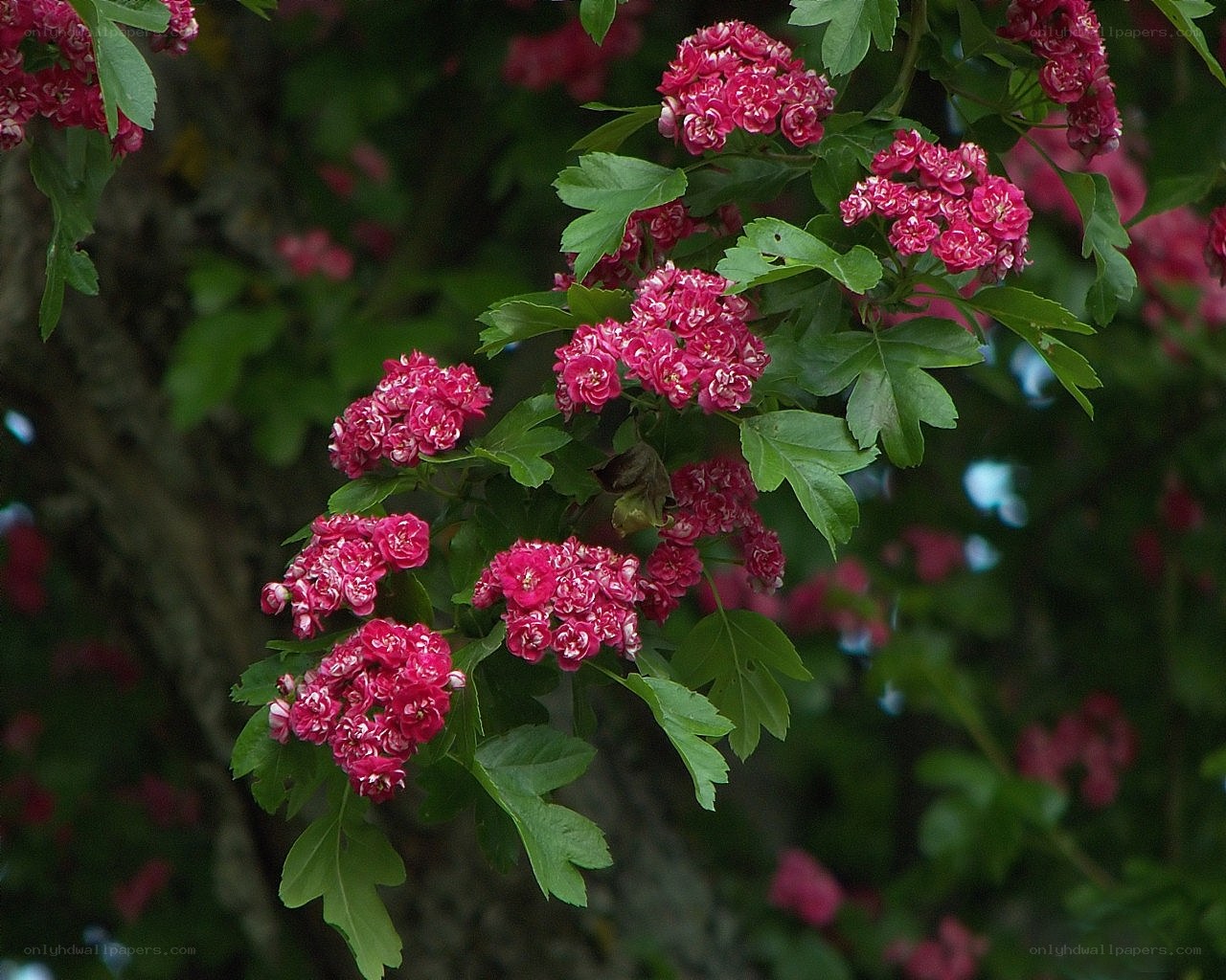 Pink flowers on a tree branch