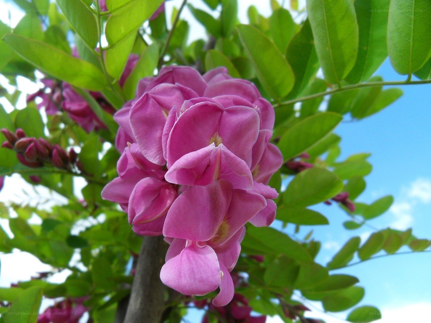 Pink flowers on a tree
