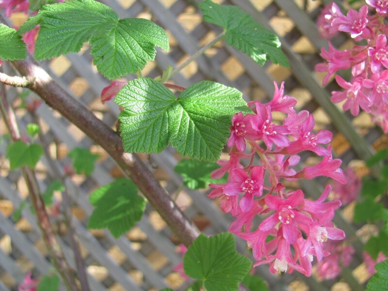 Pink flowers on a vine