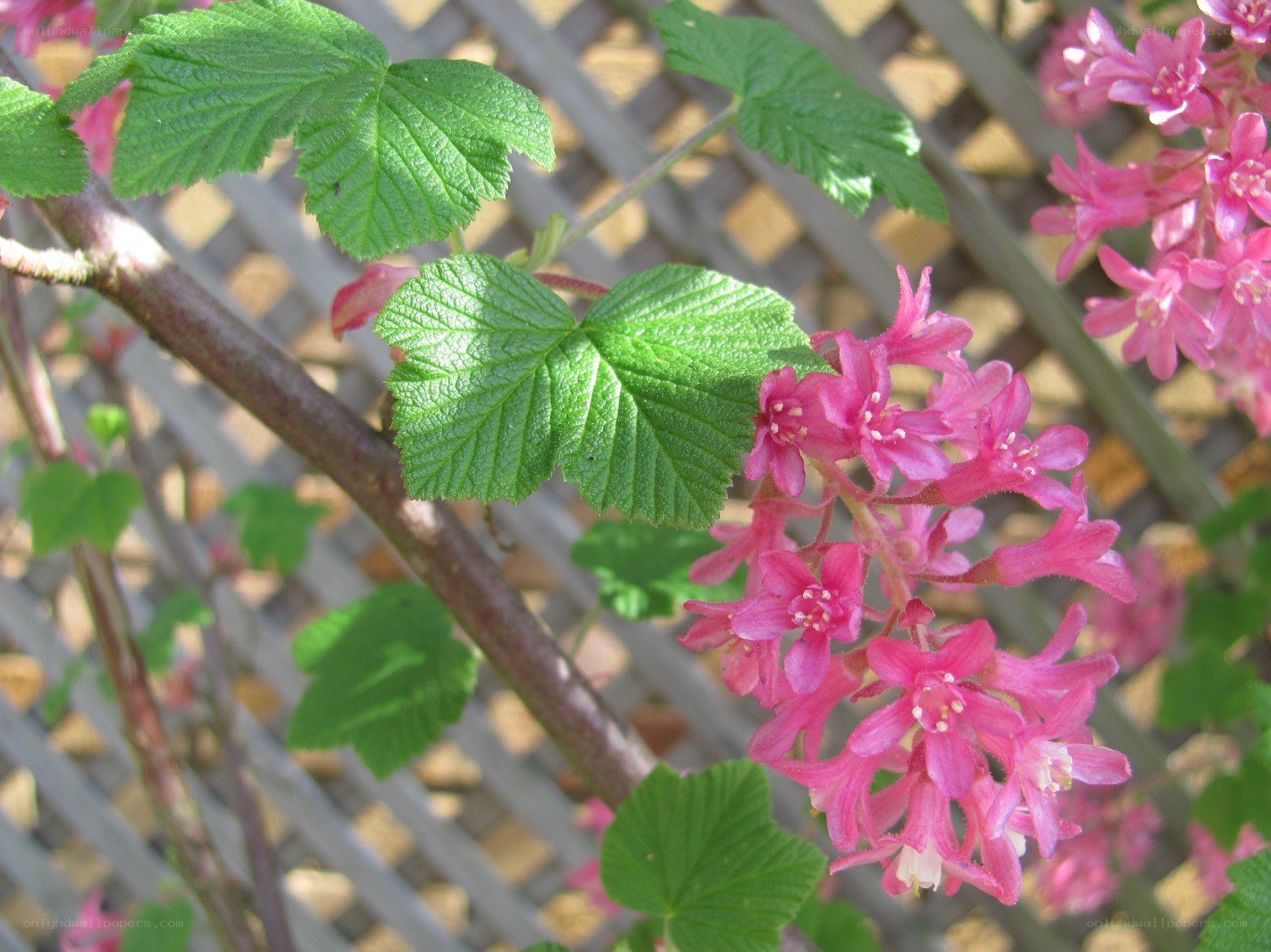 Pink flowers on a vine