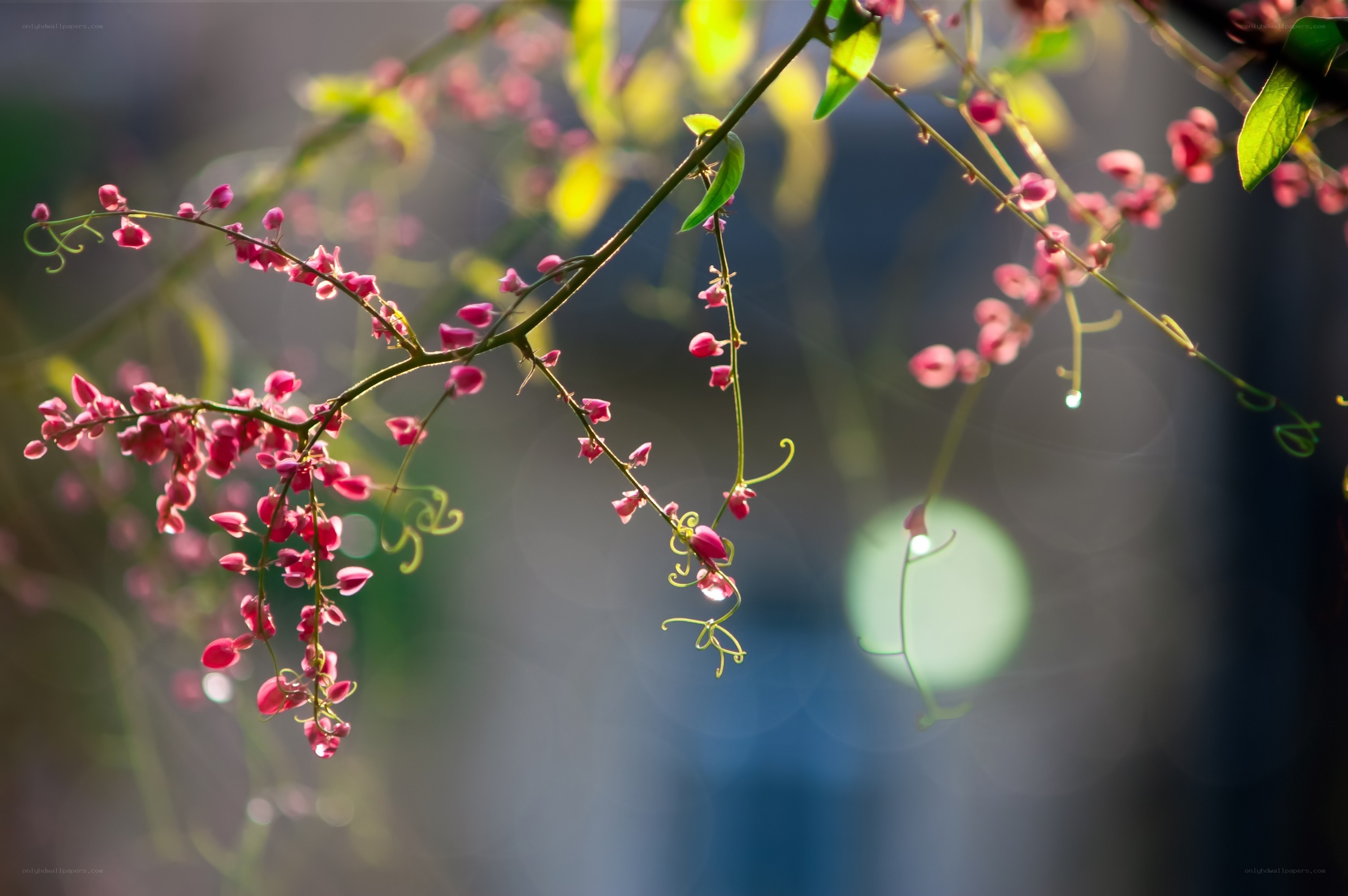Pink flowers on a vine