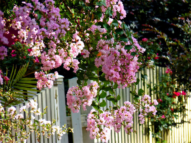 pink flowers on a white fence