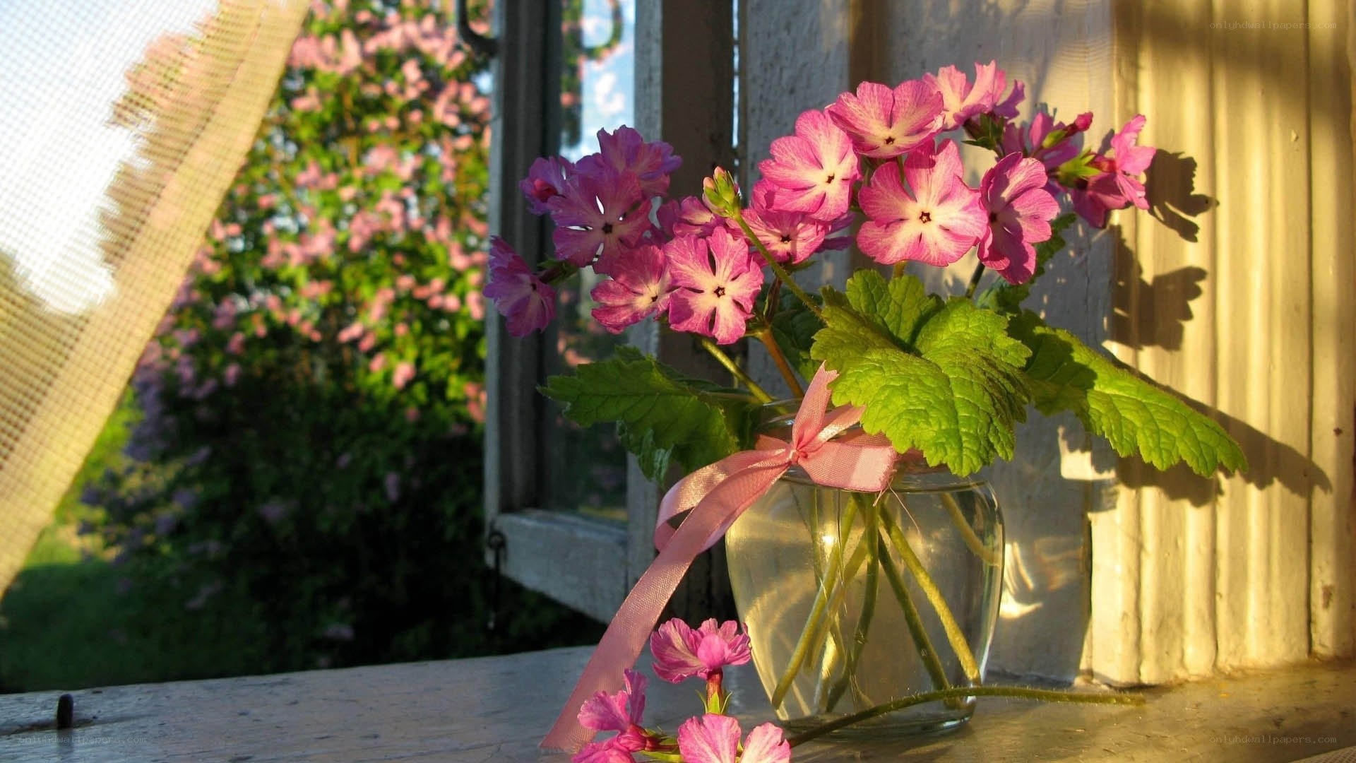 Pink flowers on a windowsill