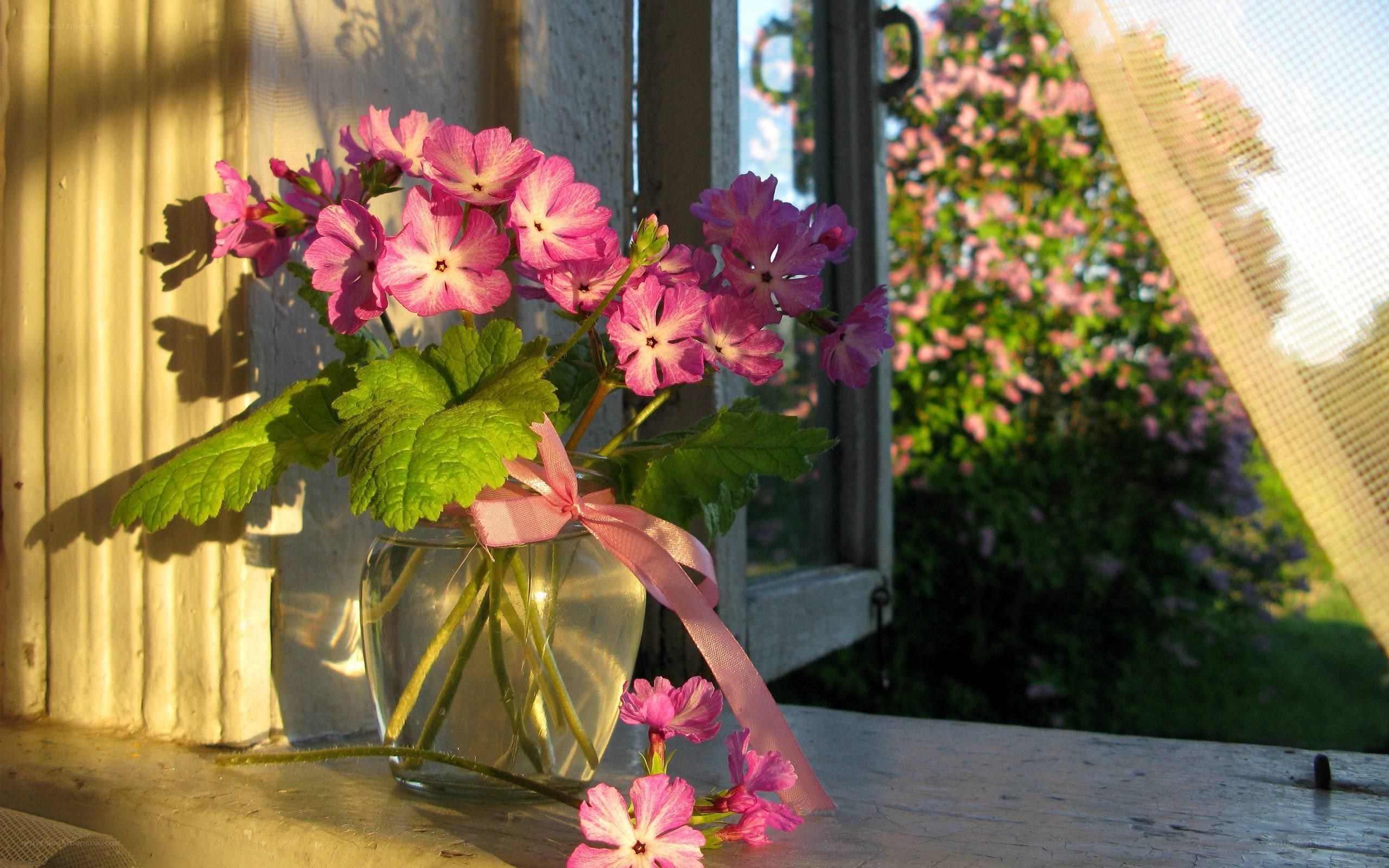Pink flowers on a windowsill