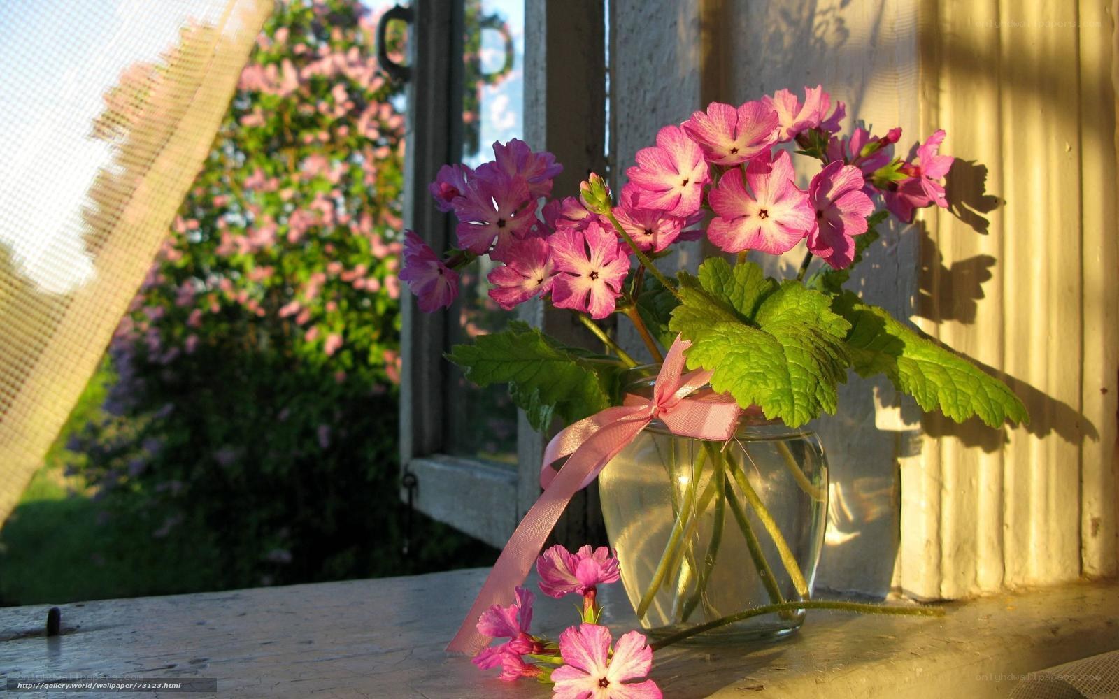 Pink flowers on a windowsill