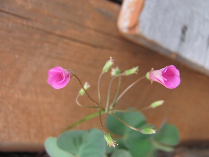 Pink flowers on a wooden surface