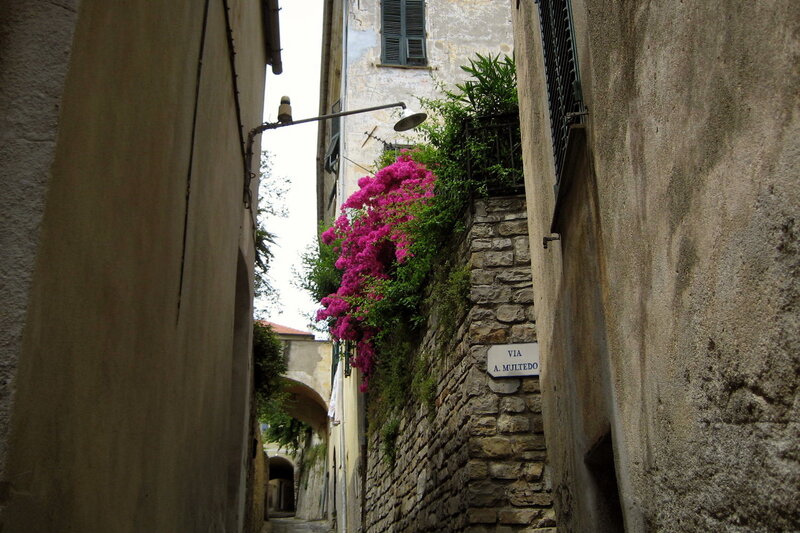 Pink Flowers on Alley Wall
